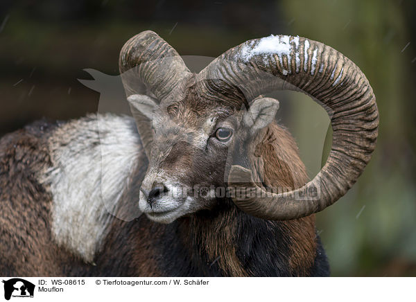 Mouflon / WS-08615