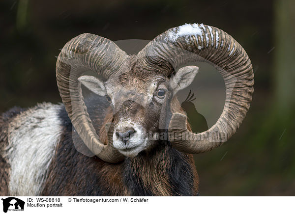 Mouflon portrait / WS-08618