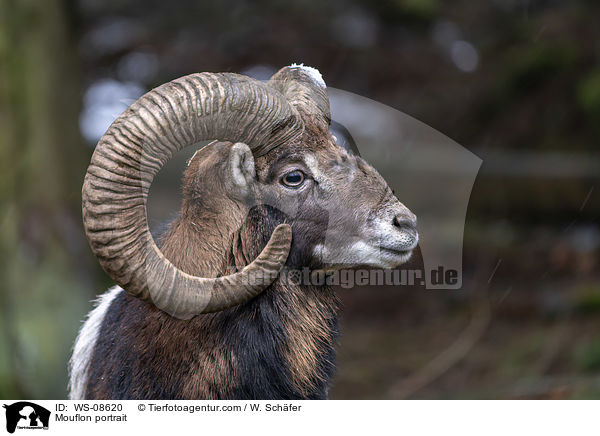 Mouflon portrait / WS-08620