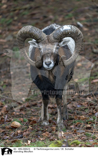 standing Mouflon / WS-08623