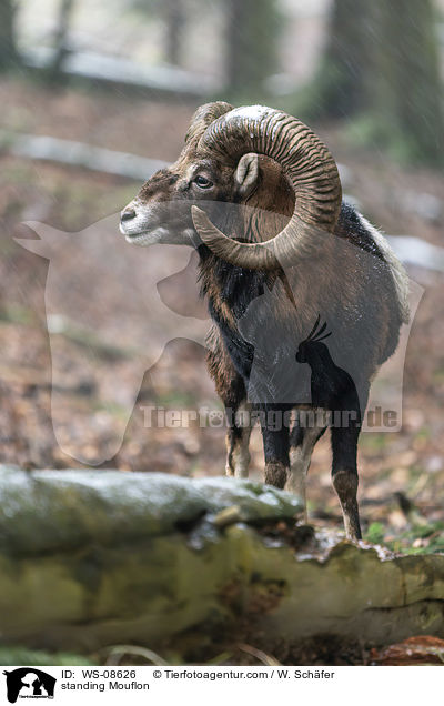 standing Mouflon / WS-08626
