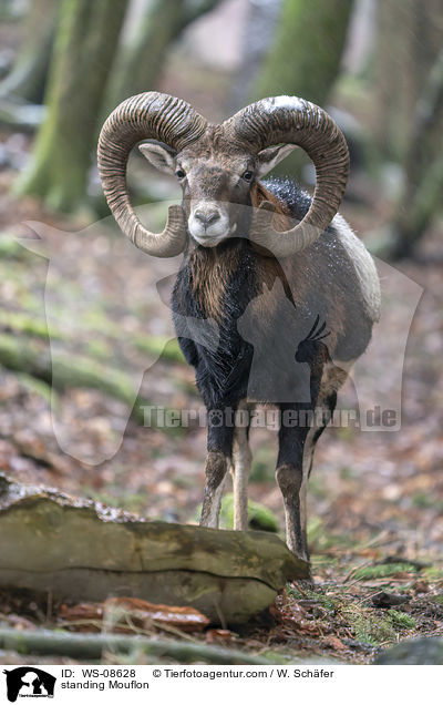 standing Mouflon / WS-08628