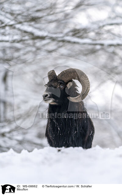 Mouflon / WS-08662