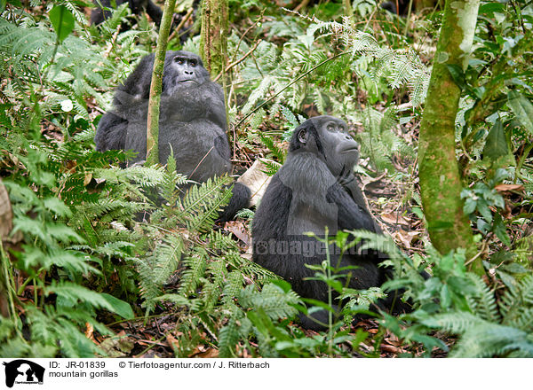 mountain gorillas / JR-01839