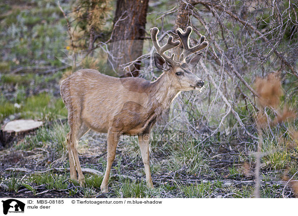 mule deer / MBS-08185