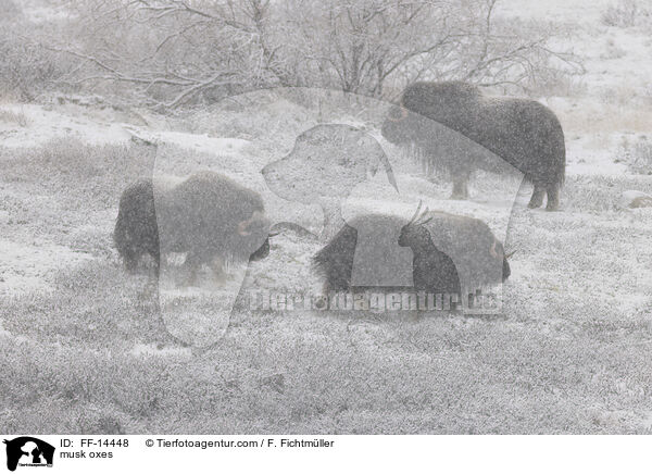 musk oxes / FF-14448
