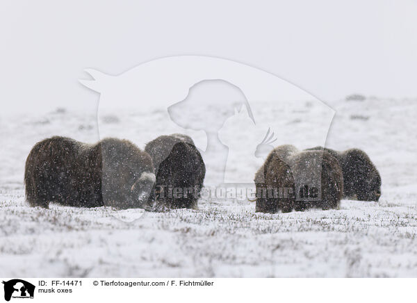 musk oxes / FF-14471