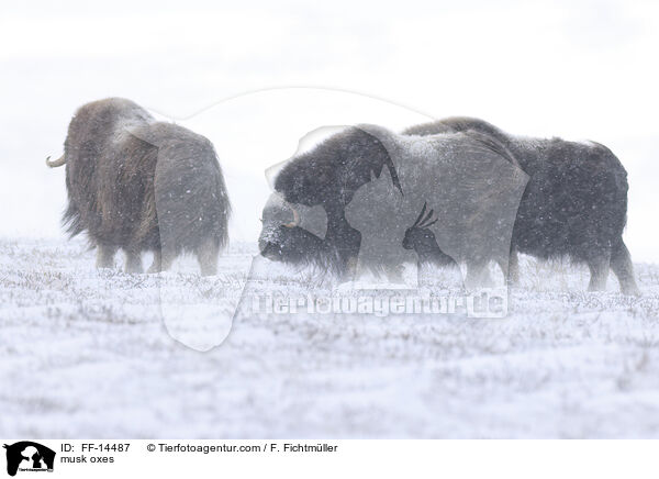 musk oxes / FF-14487