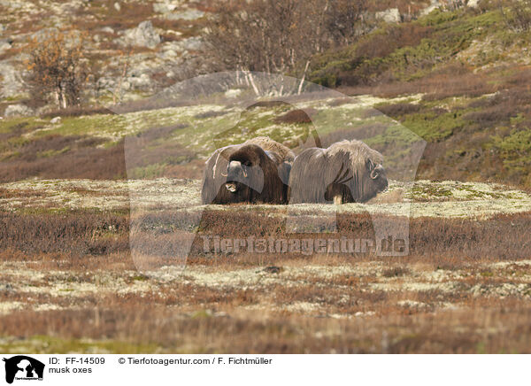 musk oxes / FF-14509