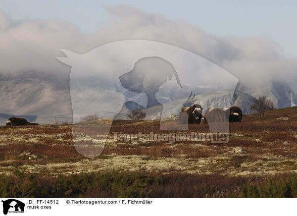 musk oxes / FF-14512