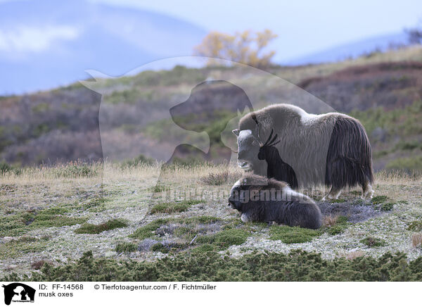 musk oxes / FF-14568
