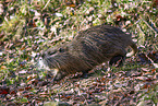 Nutria