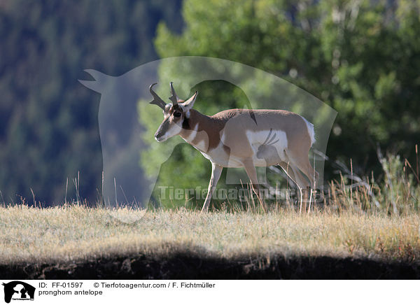 pronghorn antelope / FF-01597