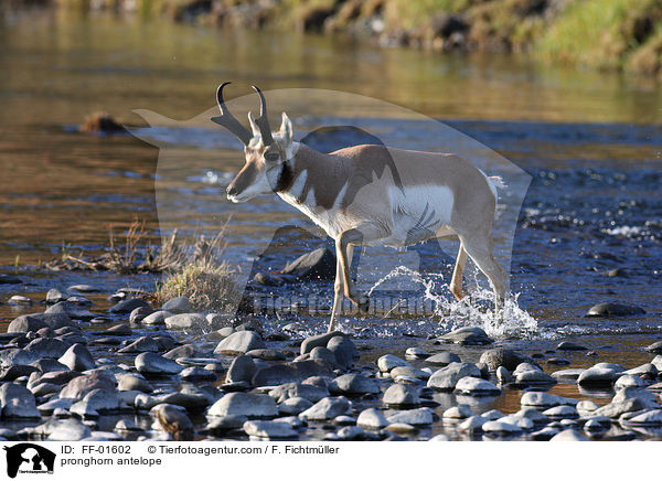 pronghorn antelope / FF-01602