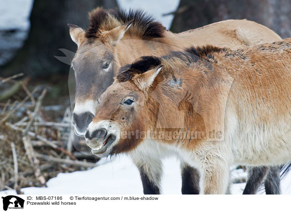 Przewalski wild horses / MBS-07186