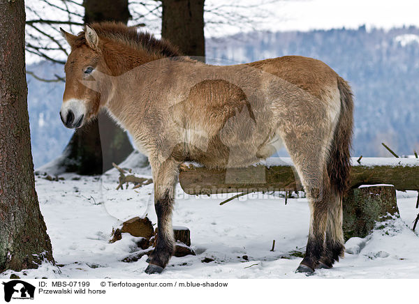 Przewalskipferd / Przewalski wild horse / MBS-07199
