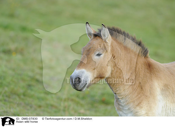 Przewalskipferd / Asian wild horse / DMS-07830