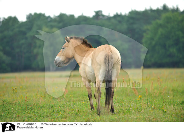 Przewalski's Horse / YJ-08960