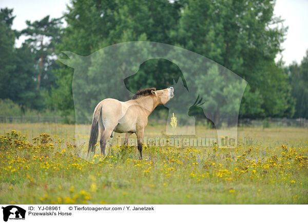 Przewalski's Horse / YJ-08961