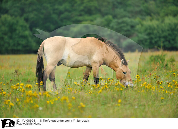 Przewalski's Horse / YJ-08964