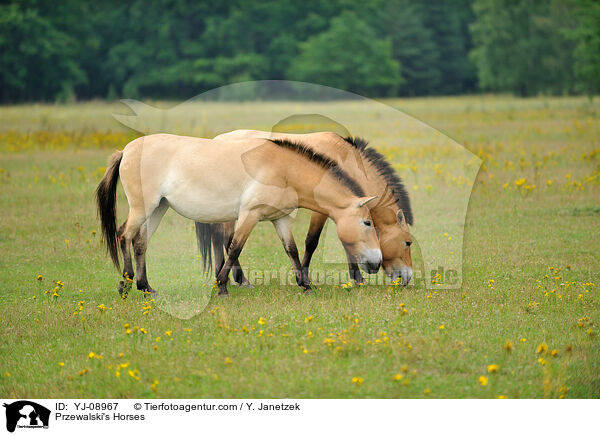 Przewalski's Horses / YJ-08967