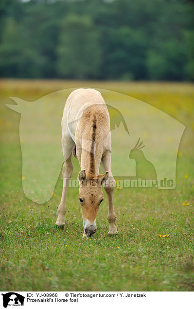 Przewalski's Horse foal / YJ-08968
