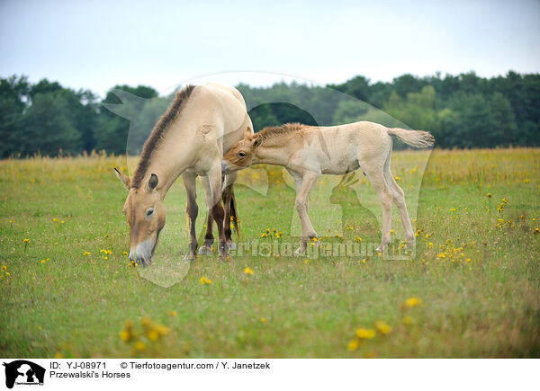 Przewalski's Horses / YJ-08971