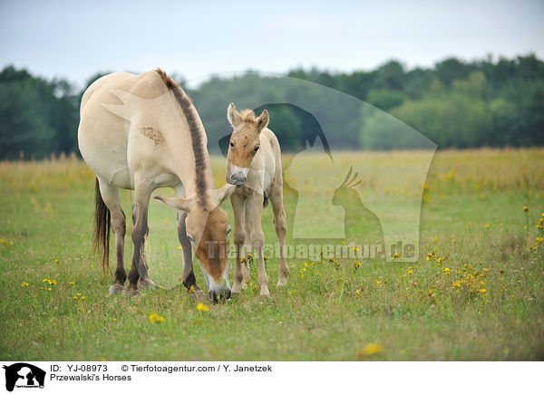 Przewalski's Horses / YJ-08973