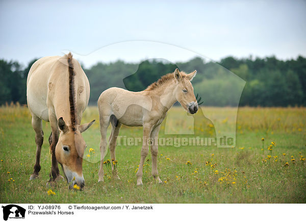 Przewalski's Horses / YJ-08976