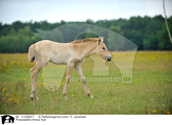 Przewalski's Horse foal / YJ-08977