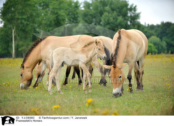 Przewalski's Horses / YJ-08980