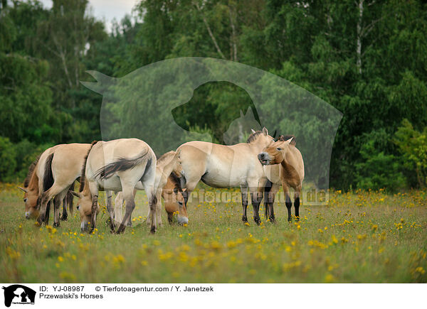 Przewalski's Horses / YJ-08987