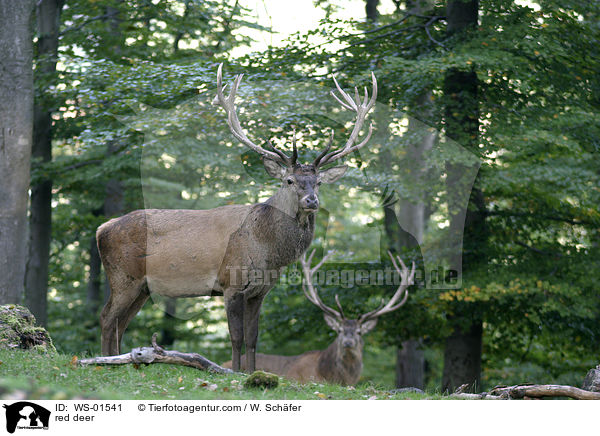 red deer / WS-01541