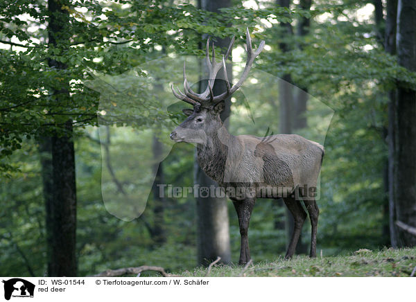 red deer / WS-01544