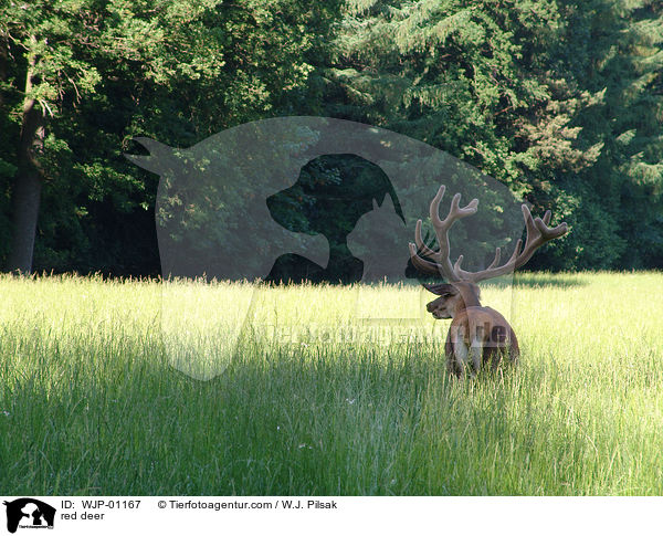 red deer / WJP-01167