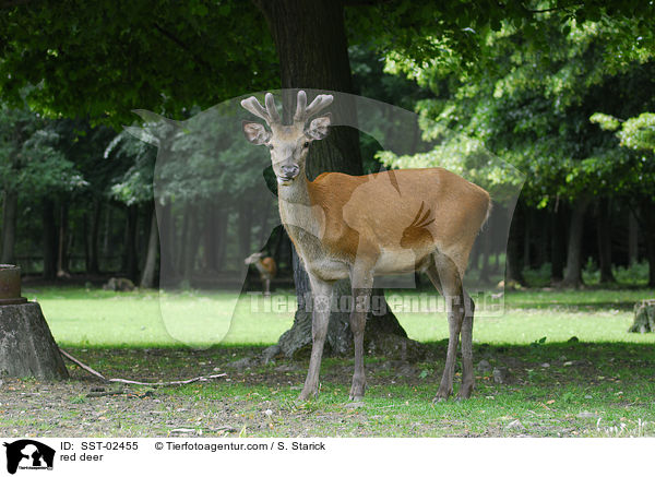 red deer / SST-02455