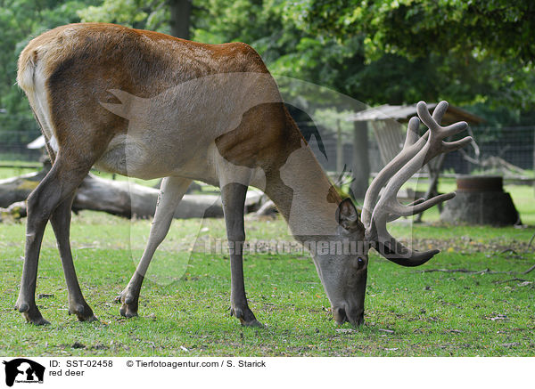 red deer / SST-02458