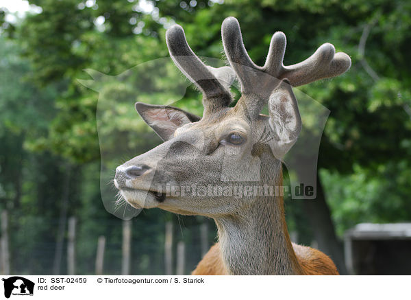 red deer / SST-02459