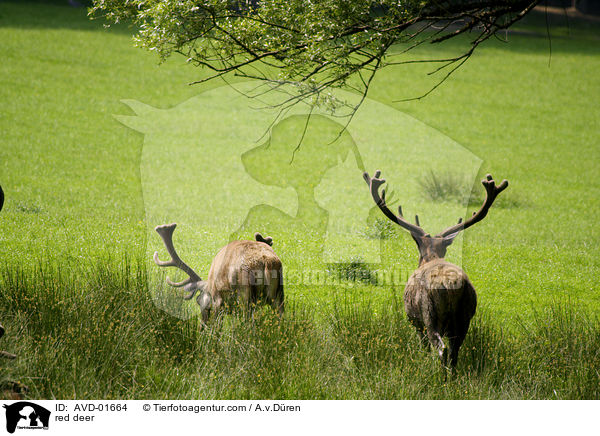 red deer / AVD-01664