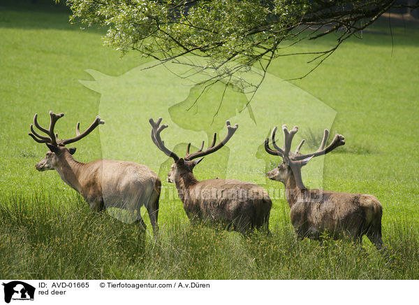 red deer / AVD-01665