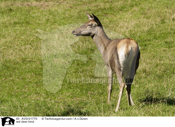red deer hind / AVD-01770
