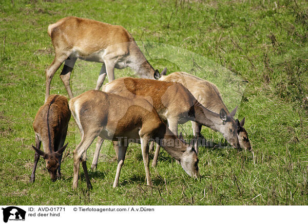 red deer hind / AVD-01771
