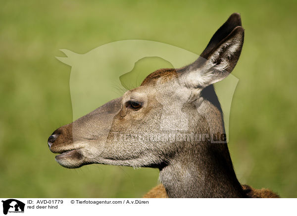 red deer hind / AVD-01779