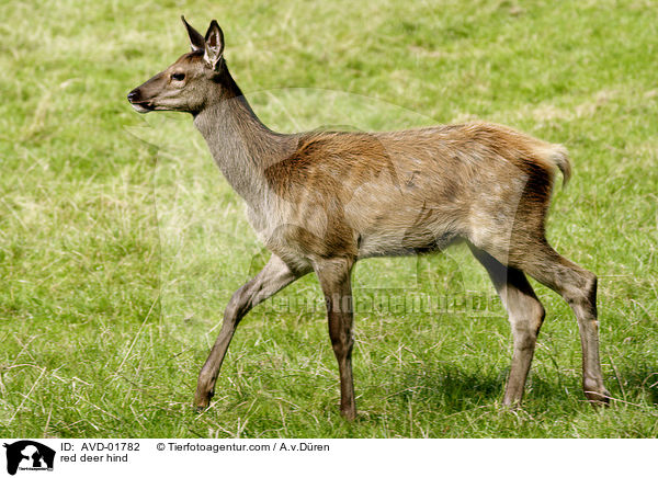 red deer hind / AVD-01782