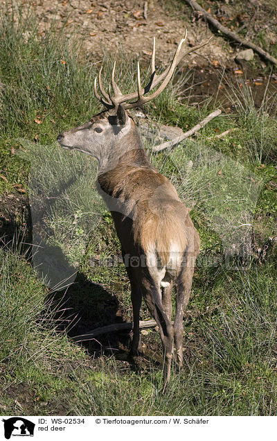 red deer / WS-02534