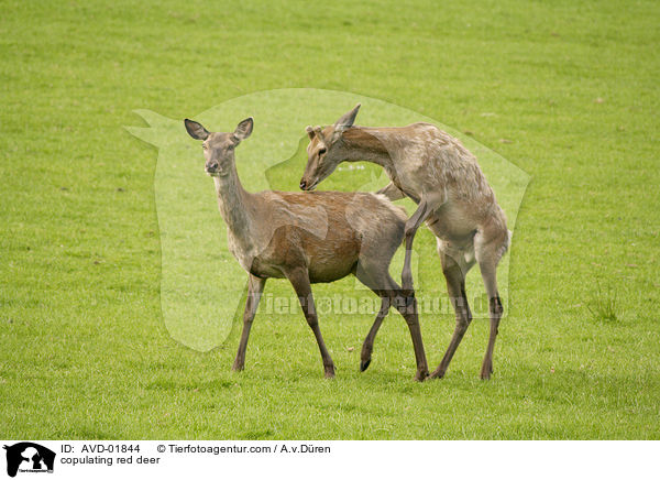 copulating red deer / AVD-01844