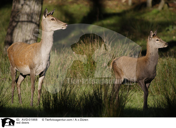 red deers / AVD-01868