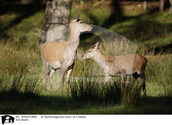 red deers / AVD-01869
