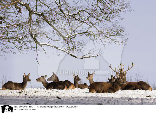 red deers in snow / AVD-01890