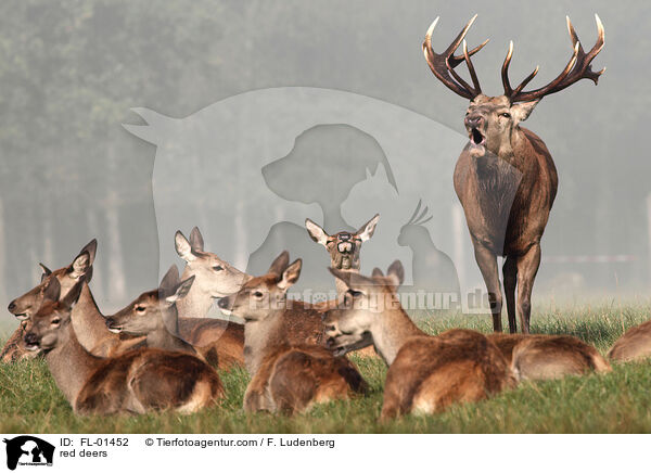 red deers / FL-01452